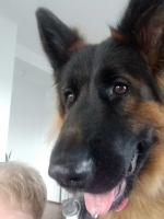 vom Trojangold, hodowla Owczarków Niemieckich Długowłosych