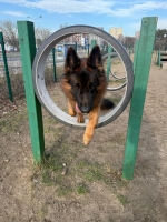 vom Trojangold, hodowla Owczarków Niemieckich Długowłosych