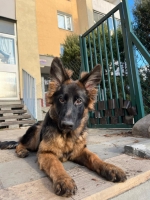 vom Trojangold, hodowla Owczarków Niemieckich Długowłosych