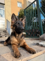 vom Trojangold, hodowla Owczarków Niemieckich Długowłosych