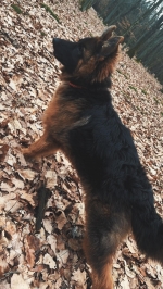 vom Trojangold, hodowla Owczarków Niemieckich Długowłosych