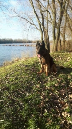 vom Trojangold, hodowla Owczarków Niemieckich Długowłosych