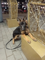 vom Trojangold, hodowla Owczarków Niemieckich Długowłosych