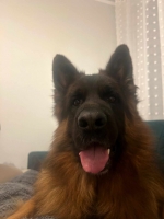 vom Trojangold, hodowla Owczarków Niemieckich Długowłosych