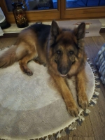 vom Trojangold, hodowla Owczarków Niemieckich Długowłosych