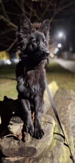 vom Trojangold, hodowla Owczarków Niemieckich Długowłosych