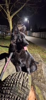 vom Trojangold, hodowla Owczarków Niemieckich Długowłosych