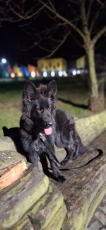 vom Trojangold, hodowla Owczarków Niemieckich Długowłosych