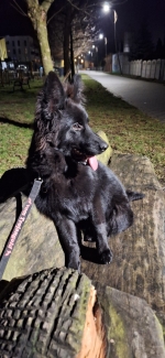 vom Trojangold, hodowla Owczarków Niemieckich Długowłosych