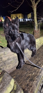 vom Trojangold, hodowla Owczarków Niemieckich Długowłosych