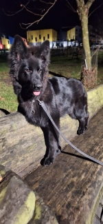 vom Trojangold, hodowla Owczarków Niemieckich Długowłosych