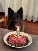 vom Trojangold, hodowla Owczarków Niemieckich Długowłosych