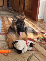 vom Trojangold, hodowla Owczarków Niemieckich Długowłosych