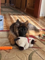 vom Trojangold, hodowla Owczarków Niemieckich Długowłosych