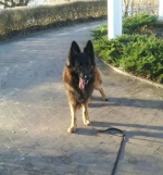 vom Trojangold, hodowla Owczarków Niemieckich Długowłosych