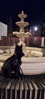 vom Trojangold, hodowla Owczarków Niemieckich Długowłosych