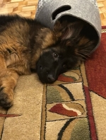 vom Trojangold, hodowla Owczarków Niemieckich Długowłosych