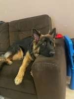 vom Trojangold, hodowla Owczarków Niemieckich Długowłosych