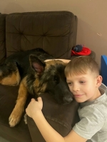 vom Trojangold, hodowla Owczarków Niemieckich Długowłosych