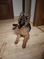 vom Trojangold, hodowla Owczarków Niemieckich Długowłosych