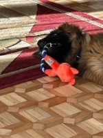 vom Trojangold, hodowla Owczarków Niemieckich Długowłosych