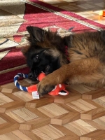 vom Trojangold, hodowla Owczarków Niemieckich Długowłosych