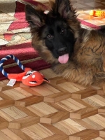 vom Trojangold, hodowla Owczarków Niemieckich Długowłosych