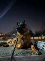 vom Trojangold, hodowla Owczarków Niemieckich Długowłosych