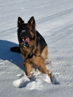 vom Trojangold, hodowla Owczarków Niemieckich Długowłosych