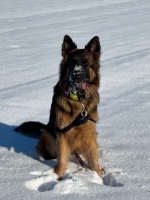 vom Trojangold, hodowla Owczarków Niemieckich Długowłosych