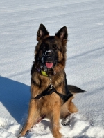 vom Trojangold, hodowla Owczarków Niemieckich Długowłosych