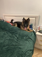 vom Trojangold, hodowla Owczarków Niemieckich Długowłosych