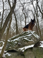 vom Trojangold, hodowla Owczarków Niemieckich Długowłosych