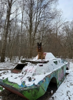 vom Trojangold, hodowla Owczarków Niemieckich Długowłosych