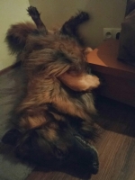 vom Trojangold, hodowla Owczarków Niemieckich Długowłosych