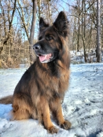 vom Trojangold, hodowla Owczarków Niemieckich Długowłosych