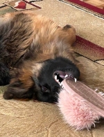 vom Trojangold, hodowla Owczarków Niemieckich Długowłosych