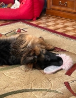 vom Trojangold, hodowla Owczarków Niemieckich Długowłosych