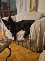 vom Trojangold, hodowla Owczarków Niemieckich Długowłosych