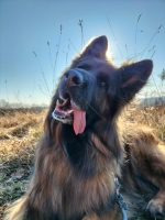 vom Trojangold, hodowla Owczarków Niemieckich Długowłosych