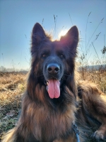 vom Trojangold, hodowla Owczarków Niemieckich Długowłosych