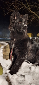 vom Trojangold, hodowla Owczarków Niemieckich Długowłosych