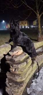 vom Trojangold, hodowla Owczarków Niemieckich Długowłosych