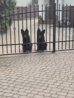 vom Trojangold, hodowla Owczarków Niemieckich Długowłosych