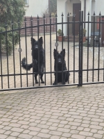 vom Trojangold, hodowla Owczarków Niemieckich Długowłosych