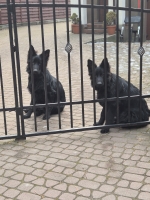 vom Trojangold, hodowla Owczarków Niemieckich Długowłosych