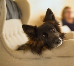 vom Trojangold, hodowla Owczarków Niemieckich Długowłosych