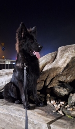 vom Trojangold, hodowla Owczarków Niemieckich Długowłosych