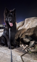 vom Trojangold, hodowla Owczarków Niemieckich Długowłosych