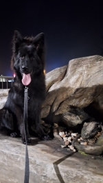 vom Trojangold, hodowla Owczarków Niemieckich Długowłosych